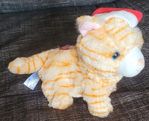 Small furry tabby cat - , in